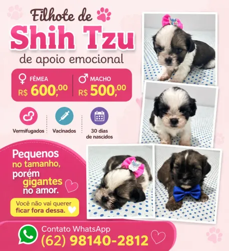Filhote de Apoio Emocional Shih tzu