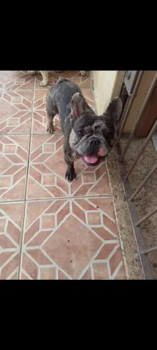 Bull F. Adulto - Não está castrado
