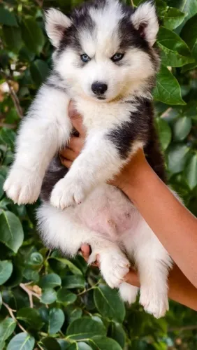 Husky siberiano Um filhotinho cheio de amor pronto para fazer parte da sua história