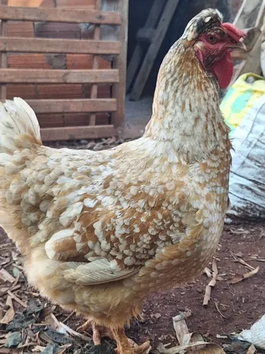 Ovos Galinha Balão (GSB)