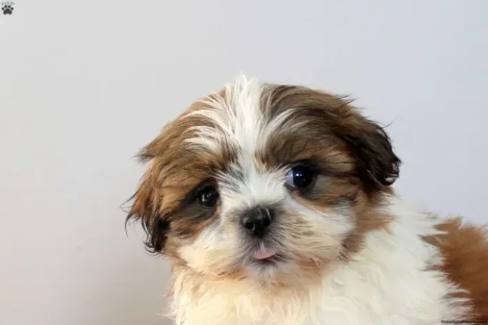 Shih Tzu pequeno - ideal para apartamento
