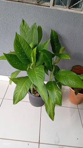 Plantas