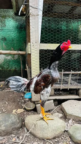 Galo índio, frango de menos de 1 ano 