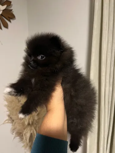Lulu da pomerania fêmea