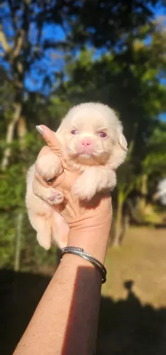 Shih-tzu REALMENTE EXÓTICO Macho