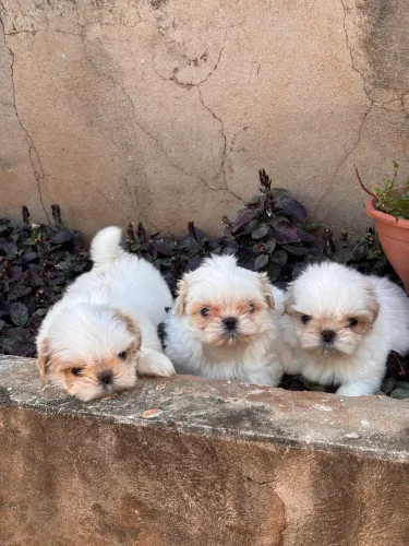 Fêmeas de Shihtzu disponível