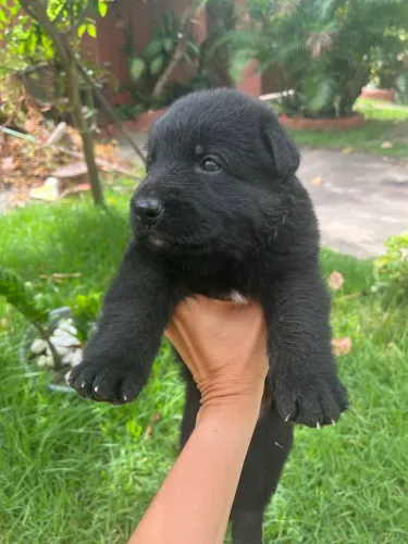 Pastor belga grande porte 