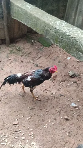 Galo índio