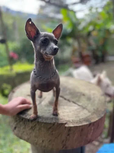 Pinscher fêmea cinza