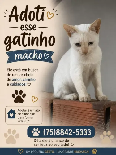 Gatinho para adoção