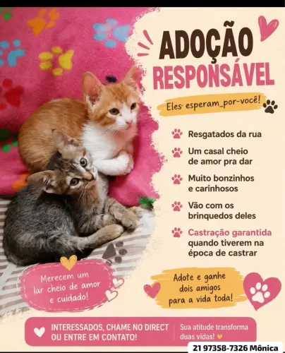 Gatos para adoção