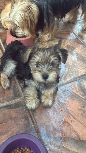 FILHOTINHO DE YORKSHIRE | 3 MESES