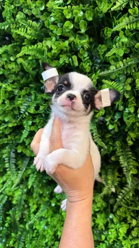 Chihuahua pura delicadeza