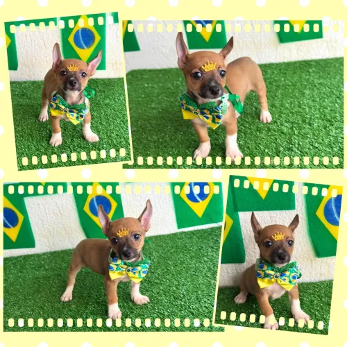 !!! Perfeitos !!! Pincher 0 com 1 fêmea e macho 