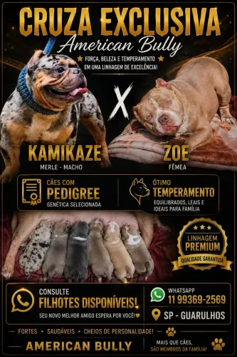 Filhotes de American Bully