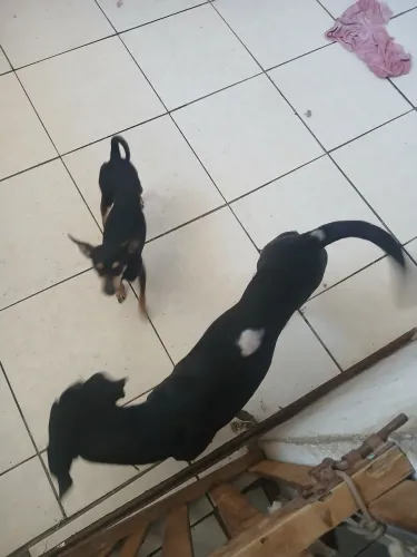 CACHORROS PARA DOAÇÃO 