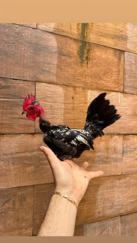 Mini garnizé / galinha da índia