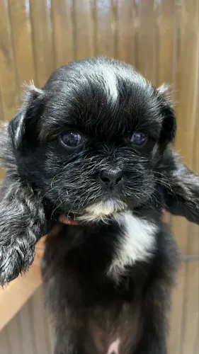Cachorro Shih tzus originais