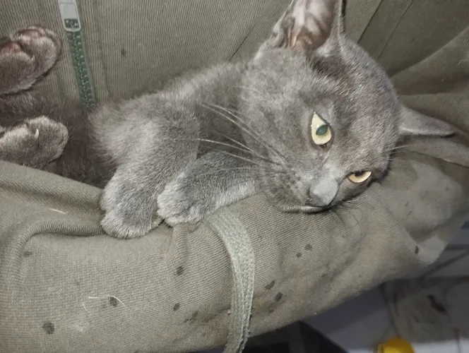 Gato filhote da raça Charteux genuíno 