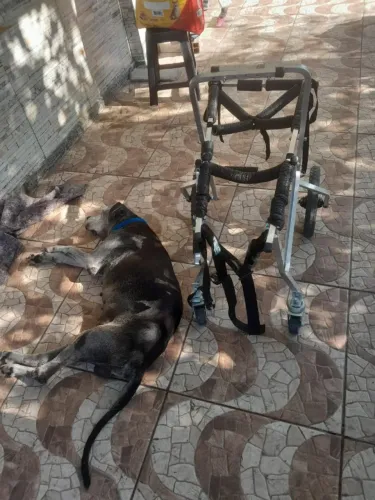Cadeira de Rodas para cachorro