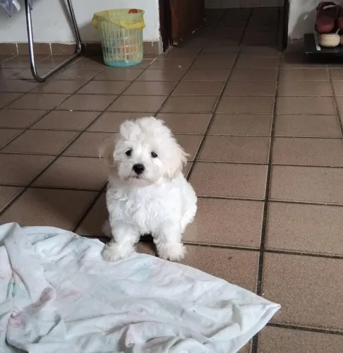 Cachorro poodle Macho