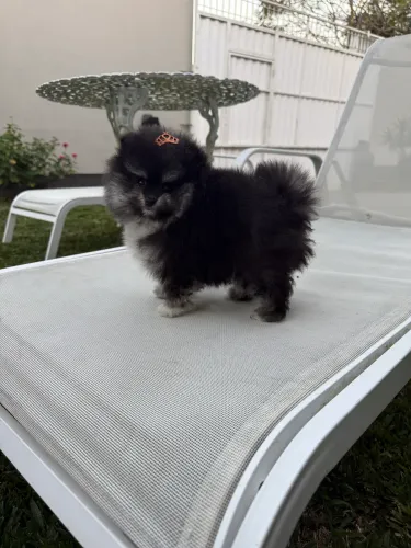 Disponível lindo lulu da Pomeranea anão, macho.