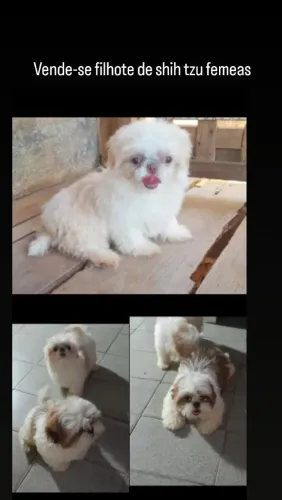 Cachorro filhote shih tzu