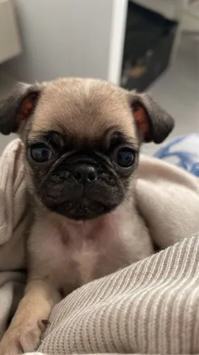 Pug