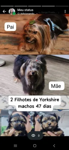 Lindos filhotes de Yorkshire Terrier
