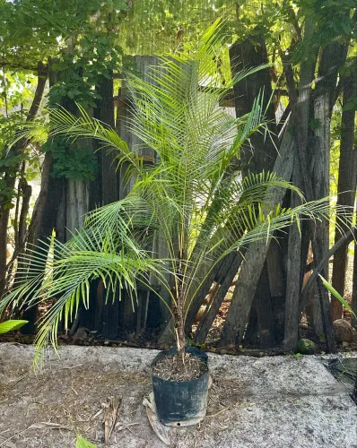 Palmeira Vedeliana