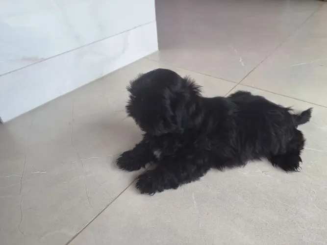 Shitzu Black 600,00 