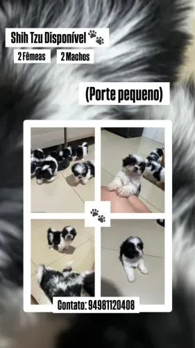 Vendo filhotes de shiztuz