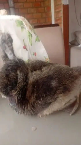 Cisne Negro