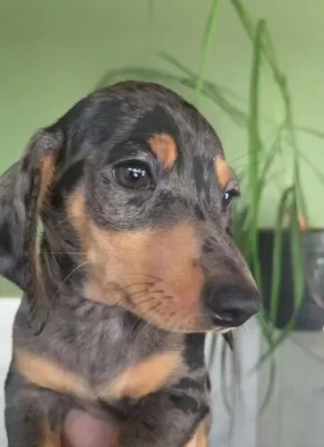 Lindissimo bassê, famoso salsichinha.