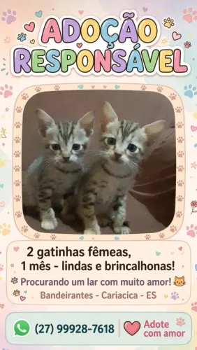 Doa-se filhotes de gato