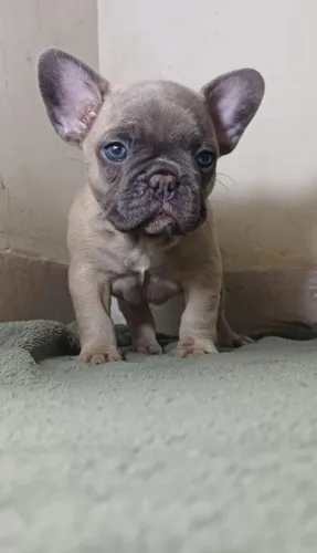 Linda bulldog Françês femea disponivel