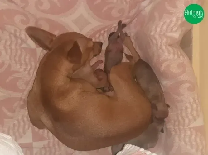 Pincher