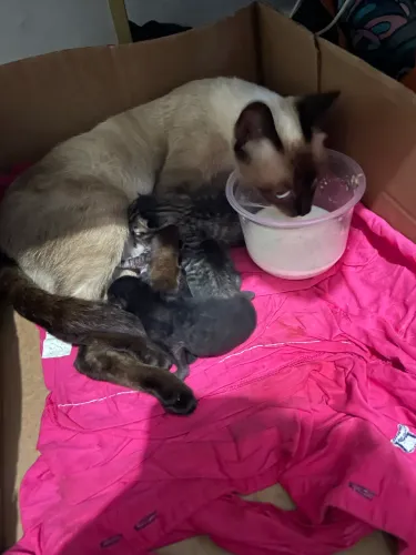 Gatinhos pra doação