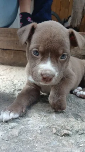 Pitbull filhote