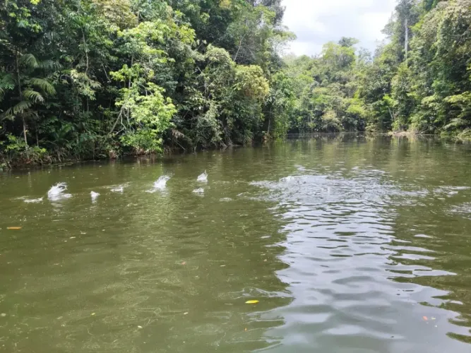 Excelente Fazenda com 8.084.990m2 no Km 86 da AM-010 Rio Preto da Eva. Muitas Benfeitorias