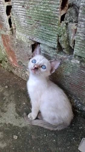 Gatinhas para adoção responsável 