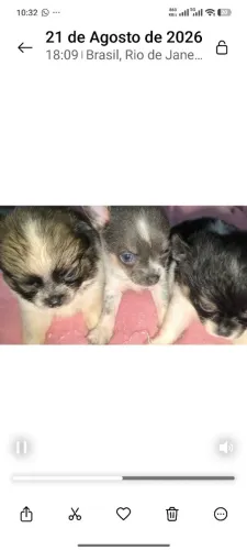 Chihuahuas