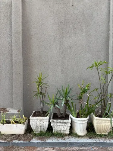 5 vasos de cimento todos por  - R$ 100,00