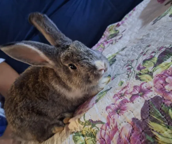Coelha fofa 2 meses cinza e branca