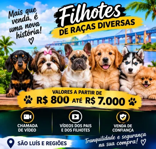 SHIH TZU - TECKEL - POOODLE - PINSCHERS
