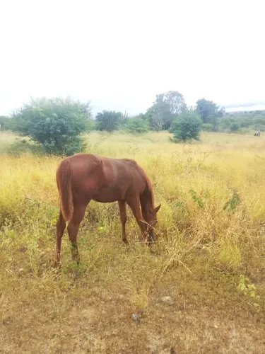 Vinde-se podra com documento de meil sangue filha do reservado campeão potro futuro 2025, 