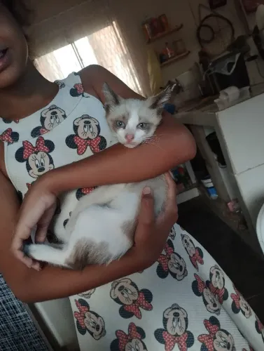 Doação de gatinho