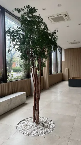 Árvore Preservada