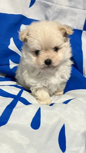 Poodle fêmea