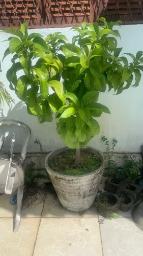 Abacateiro em jarro 